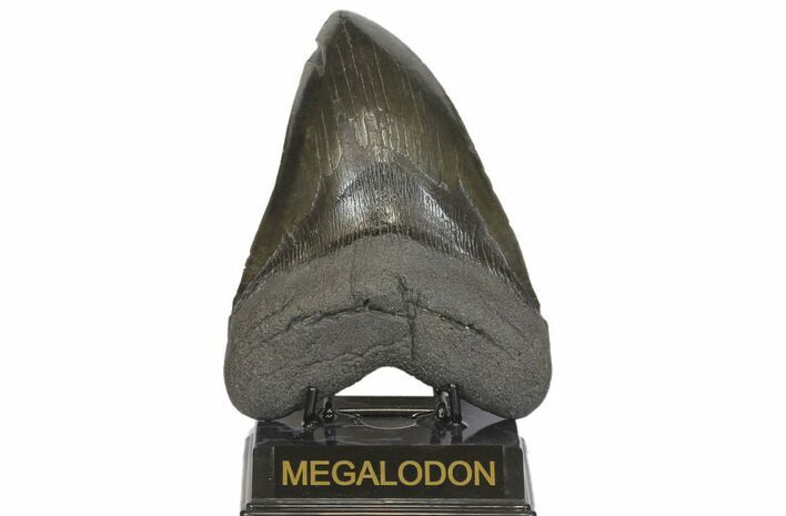 Fossil Megalodon Tooth - + Foot Prehistoric Shark #145244